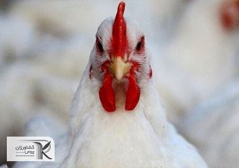 مرغ ایرانی به کویت می‌رود