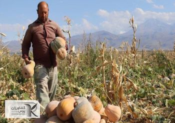 رهاشدن ده‌ها هکتار ‌اراضی صیفی‌جات در پایاب سد سبلان/ وقتی در نبود الگوی کشت برداشت محصول‌ به زیان کشاورز است‌