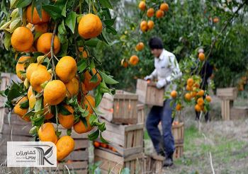 ثبت نام از متقاضیان صادرات مرکبات به چین در وزارت جهاد کشاورزی