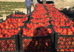 رای دیوان عدالت اداری درباره طرح بسیار مهم وزارت جهاد/ عوارض صادرات سبزی و صیفی لغو می شود؟