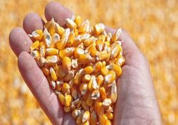 مطالبه حذف قیمت‌گذاری دستوری فروش نهاده‌های دامی
