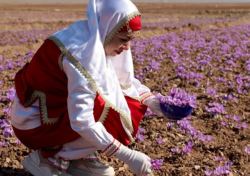 آغاز خرید حمایتی زعفران/قیمت های جدید اعلام شد