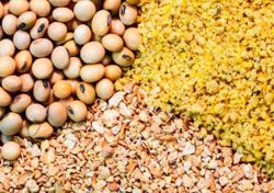 مطالبه مرغداران بابت ساماندهی وضعیت تأمین نهاده‌