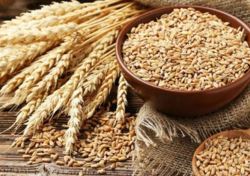 تداوم رشد قیمت کالاهای اساسی/ تب قیمت‌های جهانی کم می شود؟