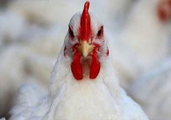 مرغ ایرانی به کویت می‌رود