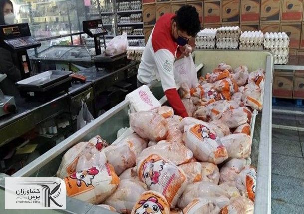 آغاز جمع‌آوری مرغ مازاد با استفاده از تسهیلات تشکل‌ها و اتحادیه‌ها