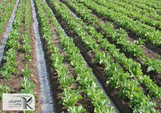 پیشنهاد اعتبار ۴۰ هزار میلیارد تومانی برای طرح ‌اصلاح الگوی کشت‌ در بودجه ۱۴۰۲