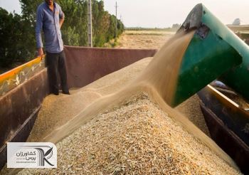 سطح زیر کشت اراضی گندم آبی و دیم افزایش می‌یابد