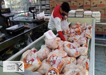 آغاز جمع‌آوری مرغ مازاد با استفاده از تسهیلات تشکل‌ها و اتحادیه‌ها