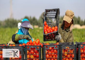 برنامه جدید دولت برای مدیریت بازار محصولات کشاورزی/ تعرفه‌‌ صادرات تغییر می‌کند