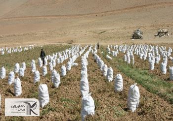 اخذ عوارض آب مجازی از صادرات سیب زمینی و پیاز/چرخش تولید به سمت محصولات اساسی