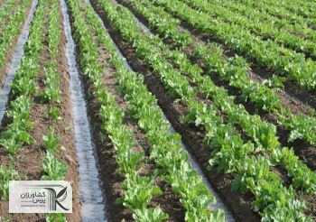 پیشنهاد اعتبار ۴۰ هزار میلیارد تومانی برای طرح ‌اصلاح الگوی کشت‌ در بودجه ۱۴۰۲