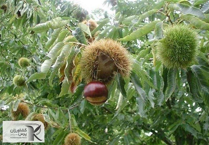 کشاورزی گیلان نیازمند بروزرسانی باغداری است
