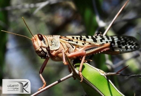 تاریخ احتمالی حمله ملخ‌ها اوایل فروردین سال آینده است