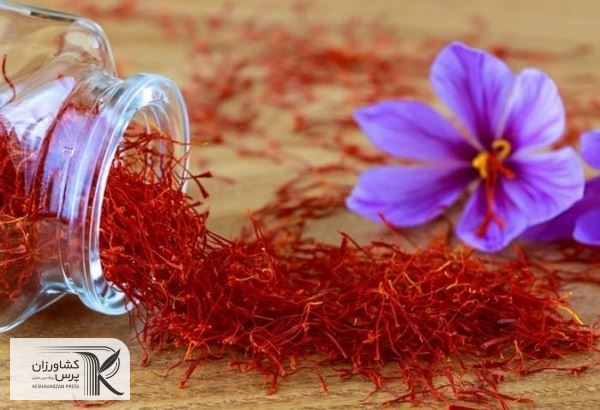 عدم ثبات در بازار زعفران/ خشکسالی عامل اصلی کاهش صادرات زعفران