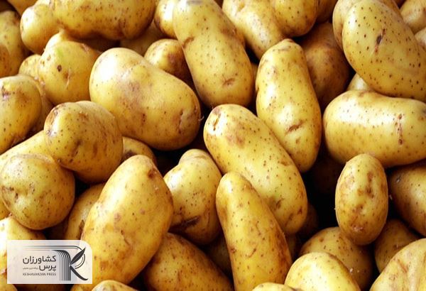 اقدام عجیب برای مهار بازار؛ واردات سیب زمینی همزمان با فصل برداشت/دلالها قیمت را بالا می‌برند