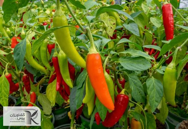 یک بیماری نوظهور در فلفل ایرانی