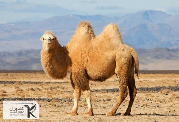 اختصاص بودجه ۳۵۰ هزار دلاری برای احیای گونه شتر دوکوهانه در استان اردبیل 