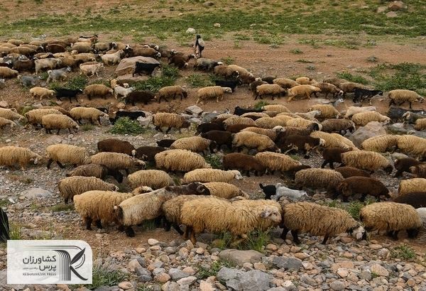 معاون سازمان جنگلها و مراتع: مراتع کشور توان تخریب بیش از این را ندارند