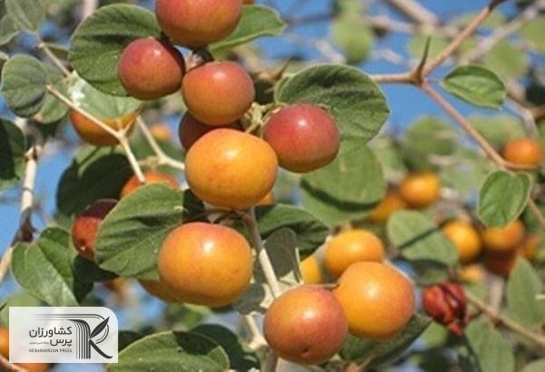 برداشت دو هزار تن میوه کنار در سیستان و بلوچستان