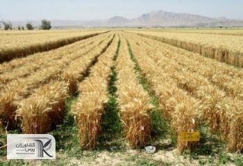 افزایش ۱۵۰ درصدی هسته‌های بذری گندم و جو دیم