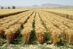 افزایش ۱۵۰ درصدی هسته‌های بذری گندم و جو دیم