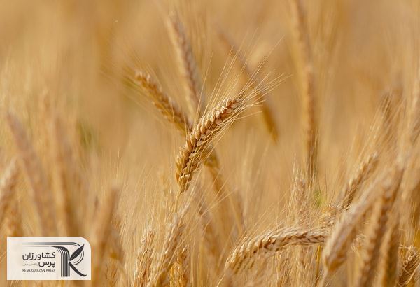 تصرف بازارهای صادراتی گندم توسط هند در پی جنگ روسیه و اوکراین