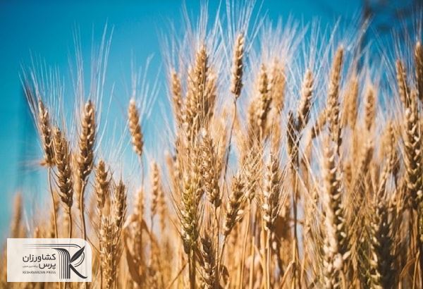 نرخ خرید تضمینی گندم تعیین شد