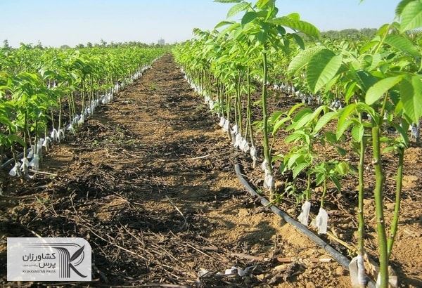 اختصاص ۱۱ میلیارد ریال یارانه نهال در گیلان 