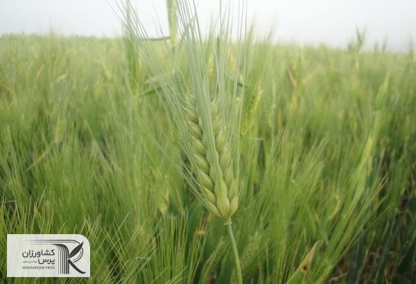 آغاز کشت بهاره گندم در اوکراین