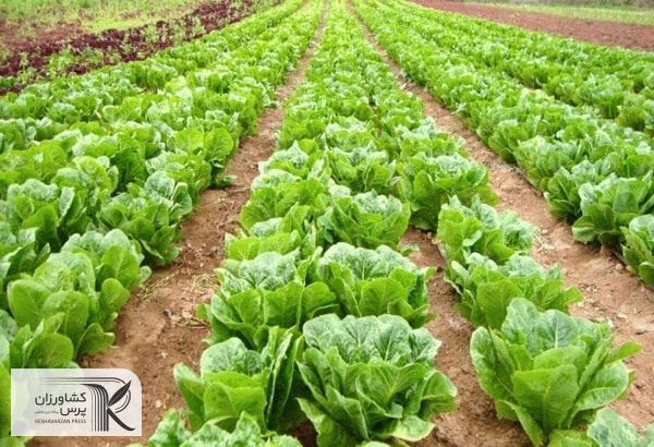 تولید کودهای زیستی و ماندگار 