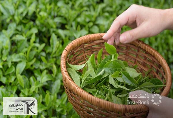 اختصاص ۷۵ میلیارد تومان اعتبار برای اصلاح باغات چای گیلان 