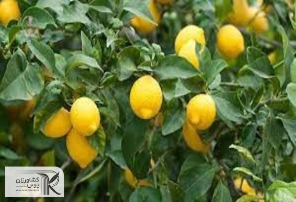 معرفی یک رقم هیبرید مرکبات مقاوم به جاروک لیموترش