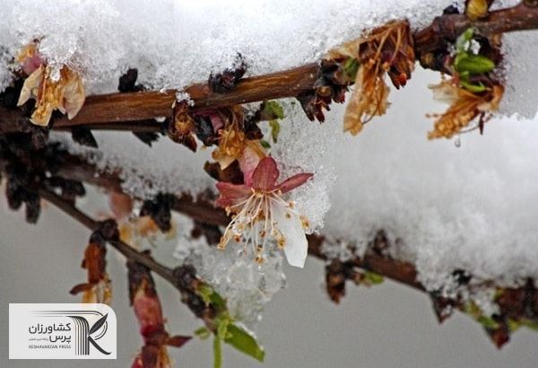 باغداران تدابیر لازم در برابر سرمای بهاره را بیاندیشند