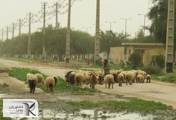 ناتوانی دامداران سنتی در پرداخت هزینه‌های گزاف برای تأمین خوراک دام 