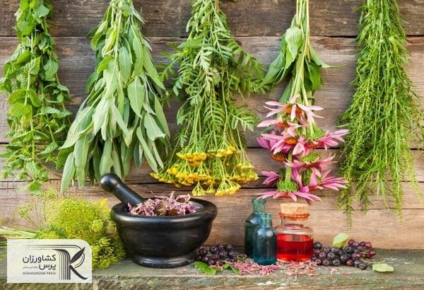 گیاهان دارویی فرصتی بی نظیر در اشتغال زایی و رونق تولید