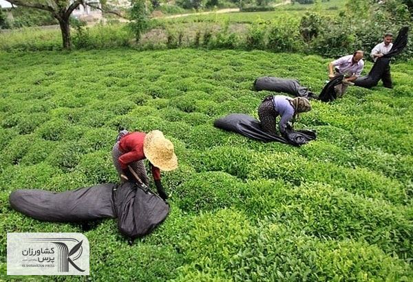 خرید برگ سبز چای درجه یک با قیمت ۹ هزار و ۲۰۰ تومان 