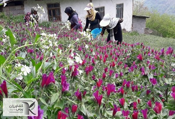 گسترش کشت گیاهان دارویی به منظور تامین نیاز داخلی و توسعه تولید