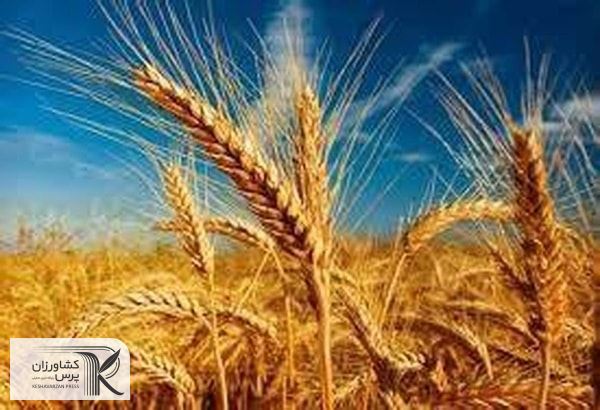  پنجاه و چهارمین جلسه ستاد ملی طرح جهش تولید در دیم‌زارها برگزار می‌شود