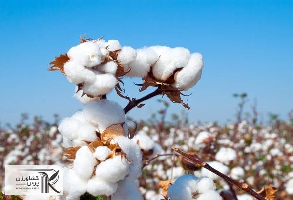 رونق چرخ اقتصادی کشور در سایه تولید طلای سفید 
