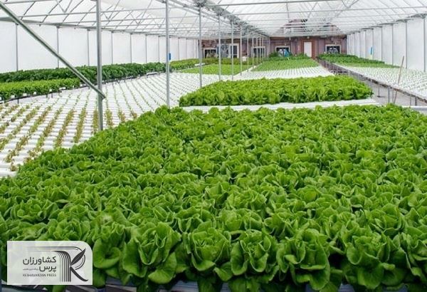کشت‌های گلخانه‌ای در اولویت کشاورزی قرار دارد