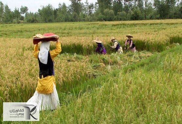 مزایای کشت قراردادی برای کشاورزان بیشتر است