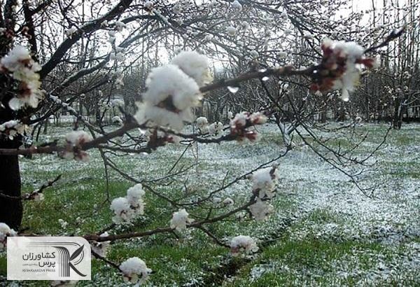 پیگیر مساعدت های لازم به کشاورزان خسارت دیده هستیم