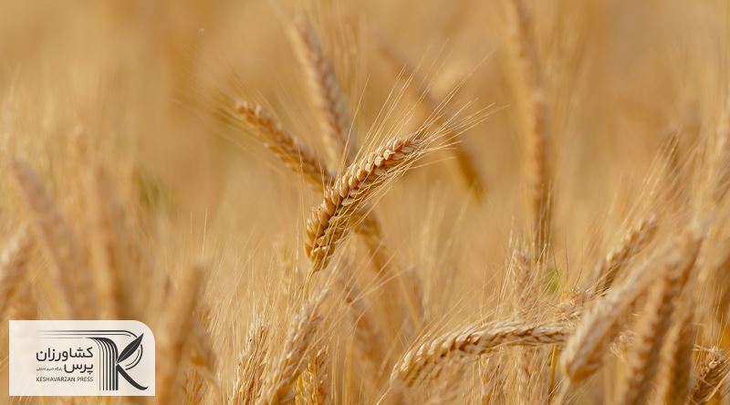 توسعه کشت قراردادی گندم از سیاست‌های اصلی وزارت جهاد کشاورزی