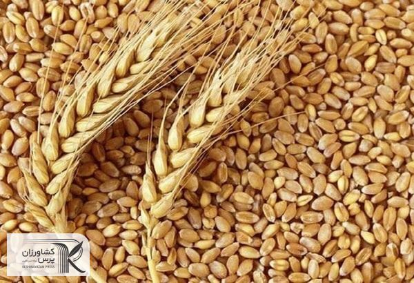 در سال زراعی جاری نزدیک به ۹ میلیون تن گندم در کشور برداشت می‌شود