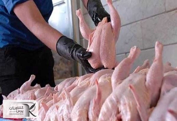 مرغداران خواستار افزایش قیمت مرغ شدند