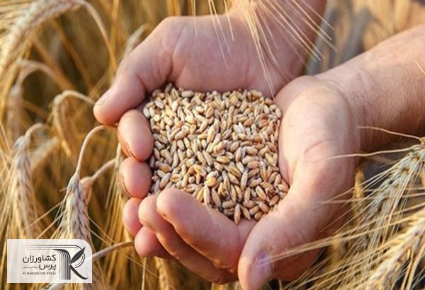 امسال ۱۰۹۶ تن گندم و ۲۶۰ تن جو در آبادان برداشت می‌شود
