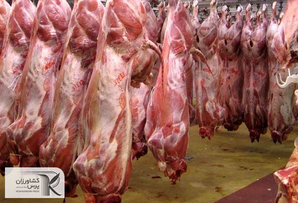 توزیع گوشت گوسفندی به قیمت هر کیلوگرم ۸۵ هزار تومان