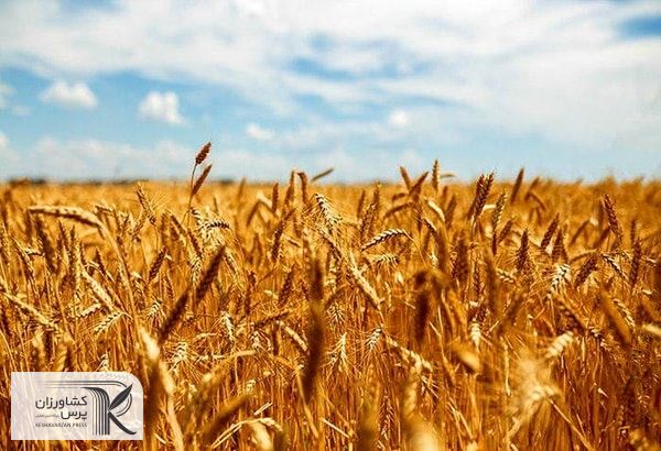 میزان عوارض صادرات روسیه افزایش یافته