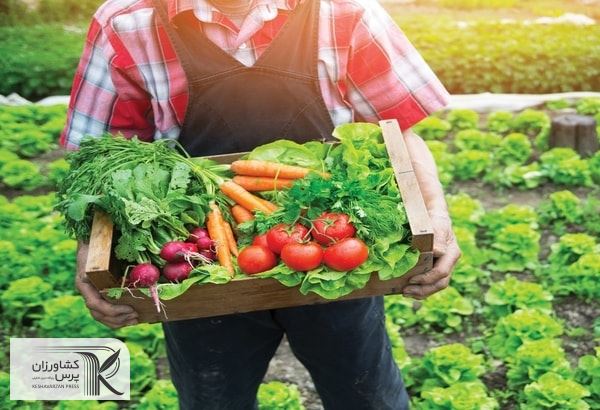 پوشش یک تا ۲ درصدی اراضی کشاورزی برای تولید محصولات ارگانیک 